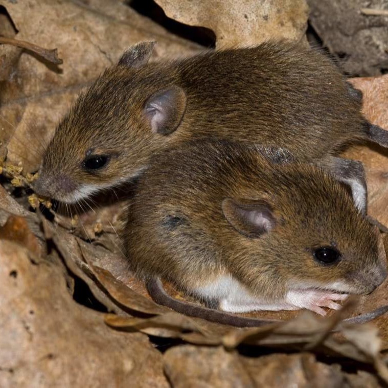 Уничтожения мышей в частном доме в Уральске?