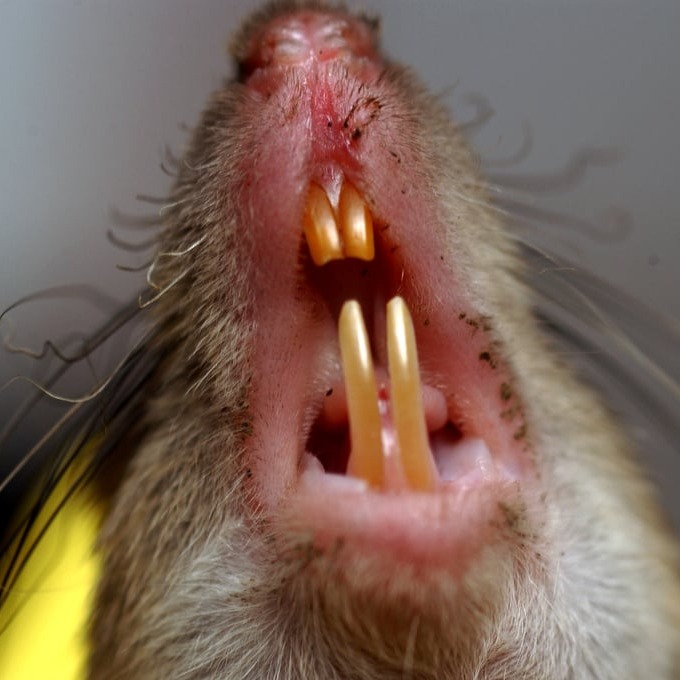 Дератизация крыс в Уральске?